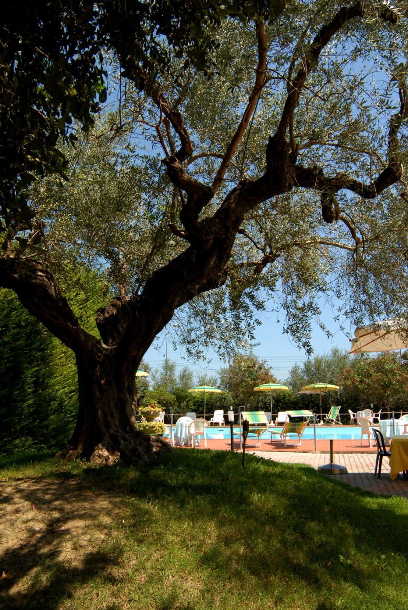 Hotel Parco Degli Ulivi 스케르네 외부 사진